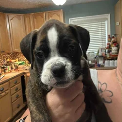 Male Boxer born 8/1/25