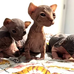 🐾 Sphynx Kittens Ready for Loving Homes 11/6 🐾