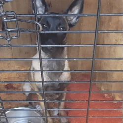 Healthy Belgian Malinois puppies- Ready now!