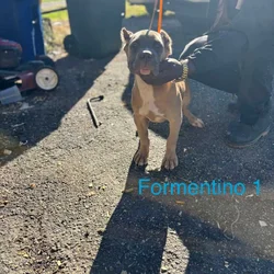 🏆 Loyal & Protective ICCF Cane Corso Puppies 🏆