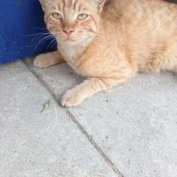 Orange neutered tabb cat needs loving inside home