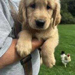 AKC Golden Retriever Puppies