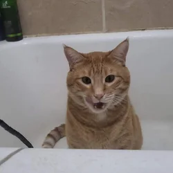 Chubbers: big baby orange tabby