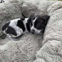 Free Pittbull & Australian Kettle Dog Puppy