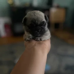 FRUGS French bulldog/Pug