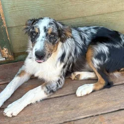 Purebred Aussie puppies