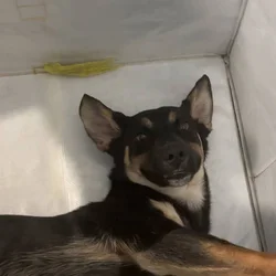German shepherd Lab for sale