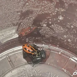 Dart Frogs