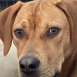 Redbone coonhound/lab mix. Boone !