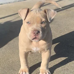 American bully