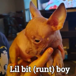 Puppies