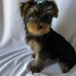 YORKIE