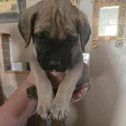 English mastiff pups