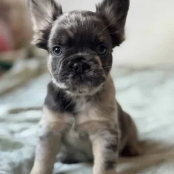 Blue and tan Merle Fluffy Frenchie Female