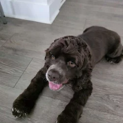 Female Cocker Spaniel 12 month old