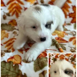 Free Puppy’s