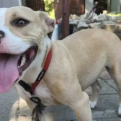 Pocket Bully Female 11months