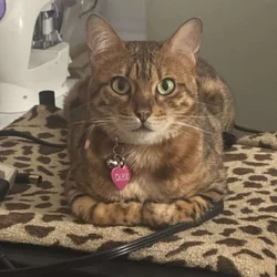Cat in need of new home
