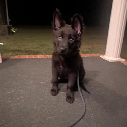 German Shepherd baby