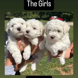 Bichon Frise