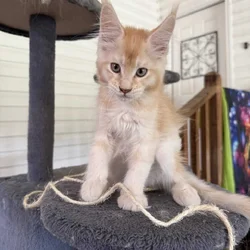 Red Silver Maine Coon
