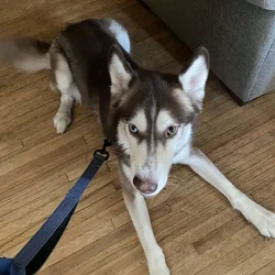 Siberian Husky