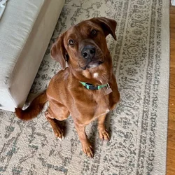 Bowser - excitable dog- needs a new home!