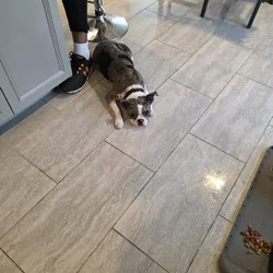 Dog for sale