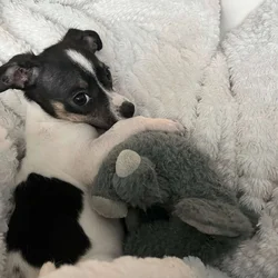 14-week old Chihuahua for sale