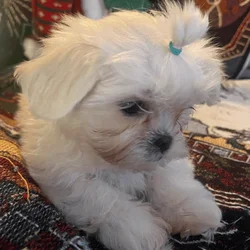Mal-Shi Female Puppy