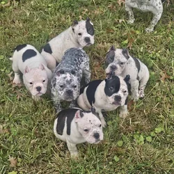 Ukc bully pups