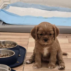 Sweetpea Cavalier King Charles Spaniel Ruby