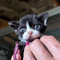 Devon Rex Cats