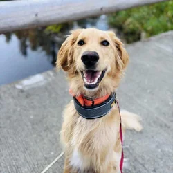Flatcoat Labrodoodle 1 Year