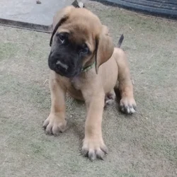 AKC English Mastiff