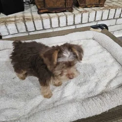 YORKIE Chocolate Female