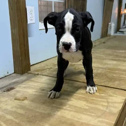 AKC boxer puppies