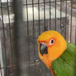 Rehoming Sun Jenday Conure