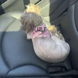 Female shih tzu