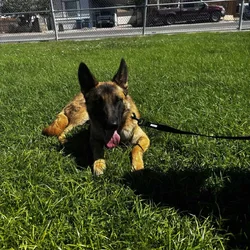 Re- homing German shepherd, Belgian Malinois mix ~