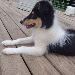 "Bruiser" Rough Colli Tri-Color Male, 5 months old