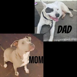 Pitbull puppies