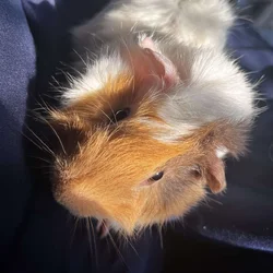 Hey looking to sell my 3 guinea pigs by today.