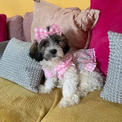 Adorable Puppy Alert! Luna