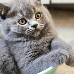 Scottish Fold/Straight cats for sale
