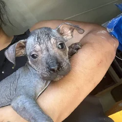Xolo puppy