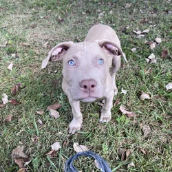 Puppy