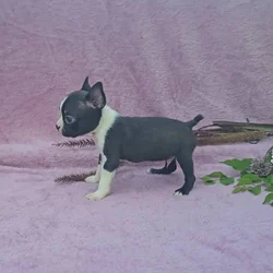 Boston puppy Sparky