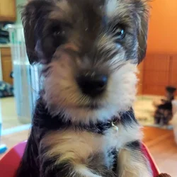 Mini-schnauzer