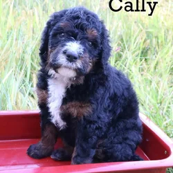 Bernedoodle Puppies
